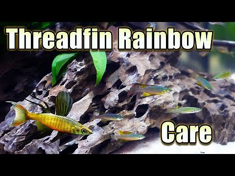 Threadfin Rainbowfish Love to Show Off! Care and Breeding
