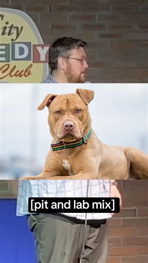 Pit Lab Mix #standupcomedy #crowdwork #dogs