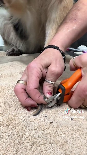 I actually am not able to lift this dogs foot in order to clip it from underneath because of the pain it causes for me. So I have had to learn how to successfully clip toenails in this manner. #awonderdog #germanshepherdsoftiktok #doggroomerlife #dogsoftiktok #doggroomersoftiktok #petgrooming #dogsnailsclipping #dognail #dognailclipping #dognails #dognailscut #dognailtrimtip #dognailtrims