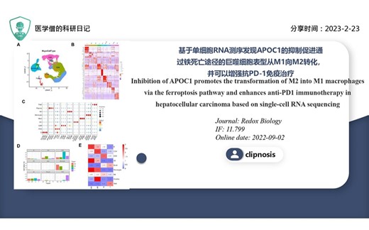 基于单细胞RNA测序发现APOC 1抑制促进M2通过铁死亡途径转化为M1巨噬细胞并增强抗PD-1免疫治疗