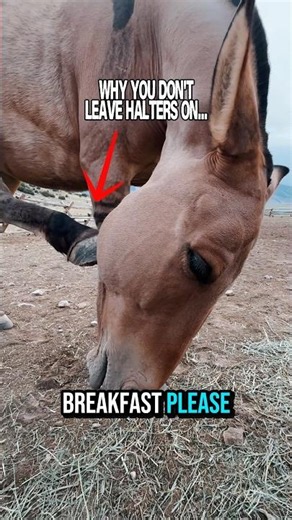 ❓Zorse, Zonkey, Or Mule❓ #Zorse #Zonkey #Horses #Horselife #Equestrian #Mule