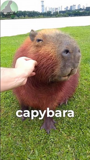 Capybaras LOVE This | Animal Facts!