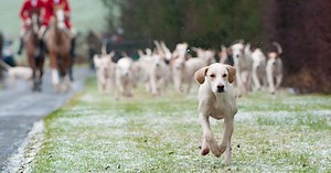 'It's our right to trail hunt - it's one of the last British traditions'