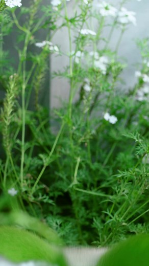 Official Pokemon YouTube Channel Showcase