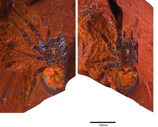 Look at this 16-million-year-old "giant" spider found in Australia