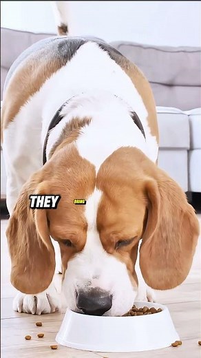 Beagle Facts | What Makes Them Unique Family Dogs and Natural Hunters?