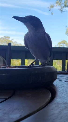 Baby Butcher Bird Having Fun 🇦🇺