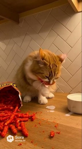 CAT vs HOT CHEETOS! 🌶️🐱🔥