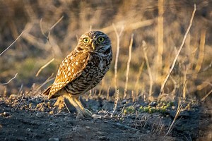 The tiny burrowing owls of Oregon faced collapse until one man answered the call to save them