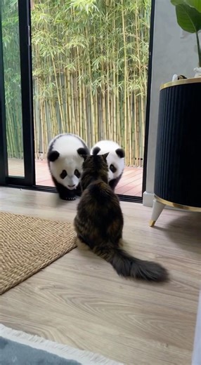 Children don’t choose their parents #mosh #cat #panda