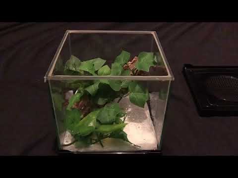 How to set up a mantis habitat