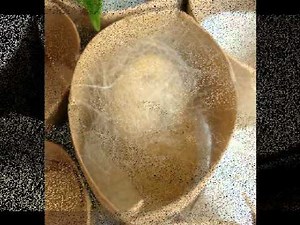 Silk Worm Life Cycle