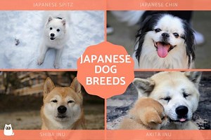 Japanese Dog Breeds List - Dogs Originating in Japan With Photos