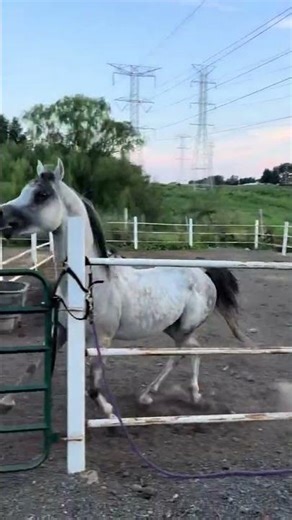 حراره الخيل العربي الأصيل