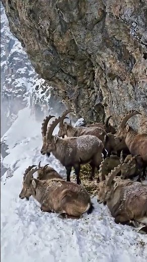A group of ibex takes refuge on a narrow snowy ledge beneath a towering cliff#nature #naturewatch