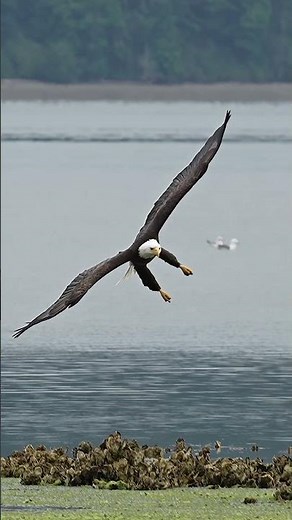 Amazing footage - Hungry bald eagle glides in and snatches a fish from a bed of sea lettuce.