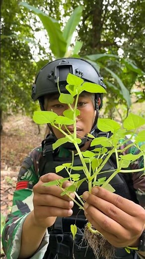 ​Survival Secrets: Edible Wild Plants in the Tropical Rainforest