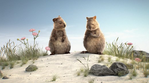 HBF : Quokka Campaign 2020-21