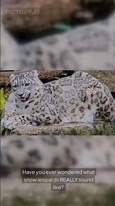 Uncover the Mysterious Sounds of Snow Leopards! 🐆❄️