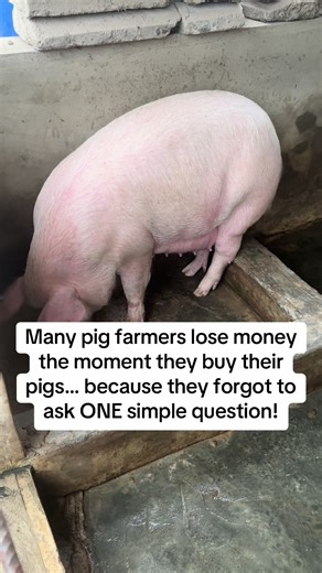 Essential Questions to Ask Before Buying a Pig
