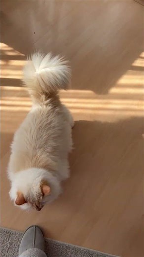 He was caught red-handed #naughtycat #funnycats #catbehavior #troublemaker #catlife