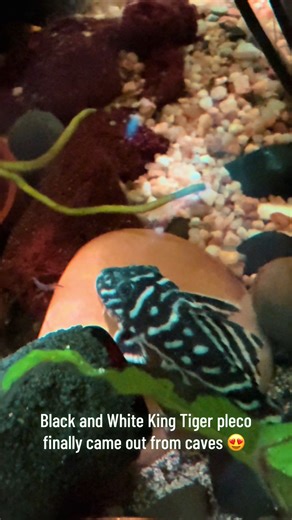 Few weeks was hiding in caves #fyp #aquariumfish #l333 #pleco #fish