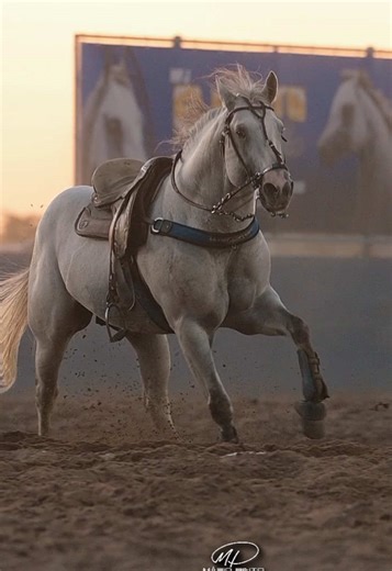 Música De Vaqueira: Celebrando a Paixão pelos Cavalos