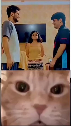 Ohio Slapping Challenge... #meme #funny #cat