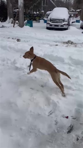 #lobsterdog🦞🦞🦞🦞 #winterseason❄️ #snowday #dogsday @tattooisttalina