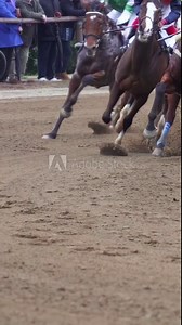 Galloping Thoroughbred horses in a competition. Slow motion