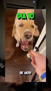 Day 67 with my dog 😍