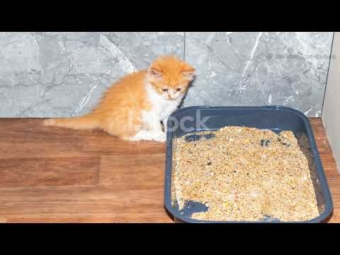 The Weird Reason Cats Fear Cucumbers