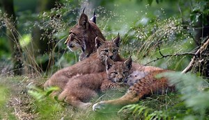 10 Important World Issues You Can Help Solve Through Change.org | The Inertia