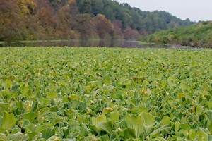SA’s water crisis | Alien plant species threatens Vaal River aquatic life