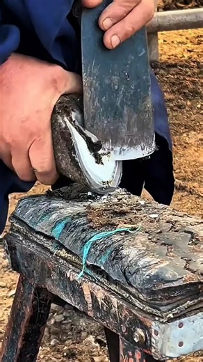 Ever seen a hoof this neglected? 🤯 Watch this crusty shell turn back into a healthy foot #hoovescleaninig #hooves #animalcare #animaltok #donkeylove