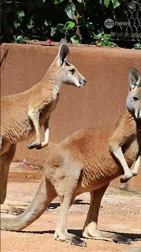 Zoológico de São Paulo volta a ter cangurus-vermelhos após quase duas décadas