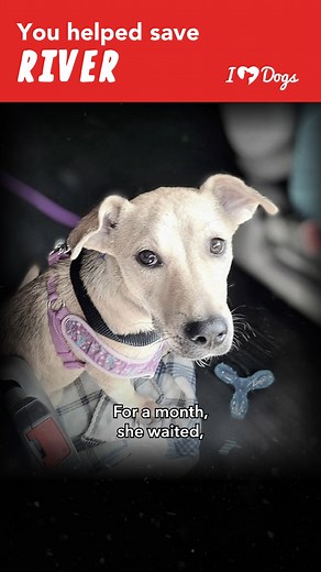 15K views · 665 reactions | Meet River, a brave 8-week-old puppy who found hope through Unleashed Love Pet Rescue. From a scared and sick little pup to a happy, healthy dog ready for adoption, River's transformation is a testament to the power of love and care. Thanks to iHeartDogs donors, River’s life was changed forever.  #AdoptDontShop #RescueDog #PuppyLove #iHeartDogsHeroes | iHeartDogs | Facebook