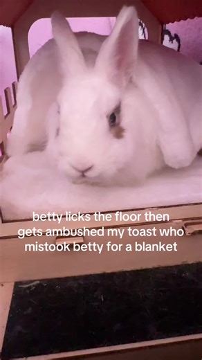 BUNNY BUNNY 🐰 💖 (@ittybittybettybunny)’s video of Betty Boop