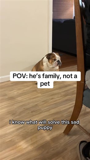 Brisket Johnson on Instagram: "He was sitting in the corner looking sad, so obviously I got him a chair and scooted him right next to me. Problem solved. 🐶💙 #englishbulldog #bulldoglife #dogmomlife #spoileddog #dogsofinstagram"