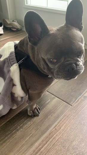 Rescued French Bulldog in Funky Cold Medina Drag Bag