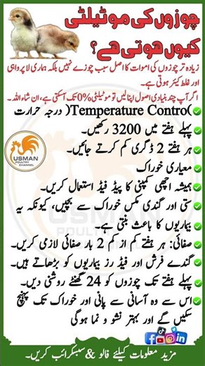 Why do chicks have motility | Usman Poultry Channel