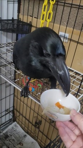 お肉と自然薯の炒め物を食べます #カラス #crow #karasu #かわいい #ごはん #おしゃべり #食べる #鳥 #ハシブトガラス #カラスのハッピー