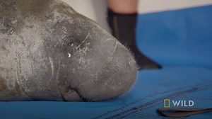 8.7K views · 240 reactions | It's a race against time to help save this manatee 喙 Find out what happens on #SecretsOfTheZoo Tampa tonight at 9/8c on Nat Geo WILD. | National Geographic Animals | Facebook