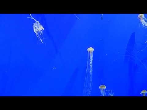 Georgia Aquarium - Jellies Camera