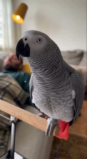 “Parrot Mimics Loud Snoring – You’ll Think It’s a Real Person Sleeping!”