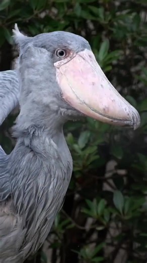 Shoebill Stork Bill-Clattering Behavior Explained