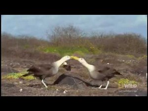 Albatrosses/ I'm an Albatraoz (Clean)