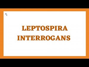 Leptospira interrogans Microbiology Lecture