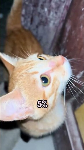 She let her cat using diapers🐈🩲