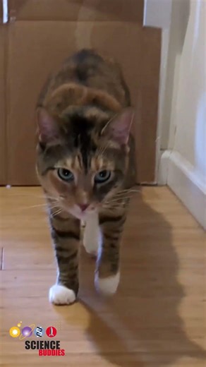 Create an experiment with your pet in our new science project! #maze #experiment #cat #dog #pets